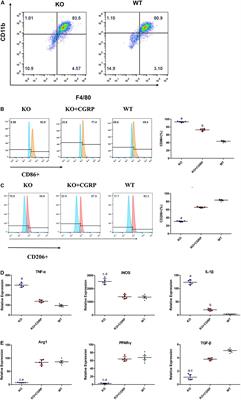 Deficiency of Calcitonin Gene-Related Peptide Affects Macrophage Polarization in Osseointegration